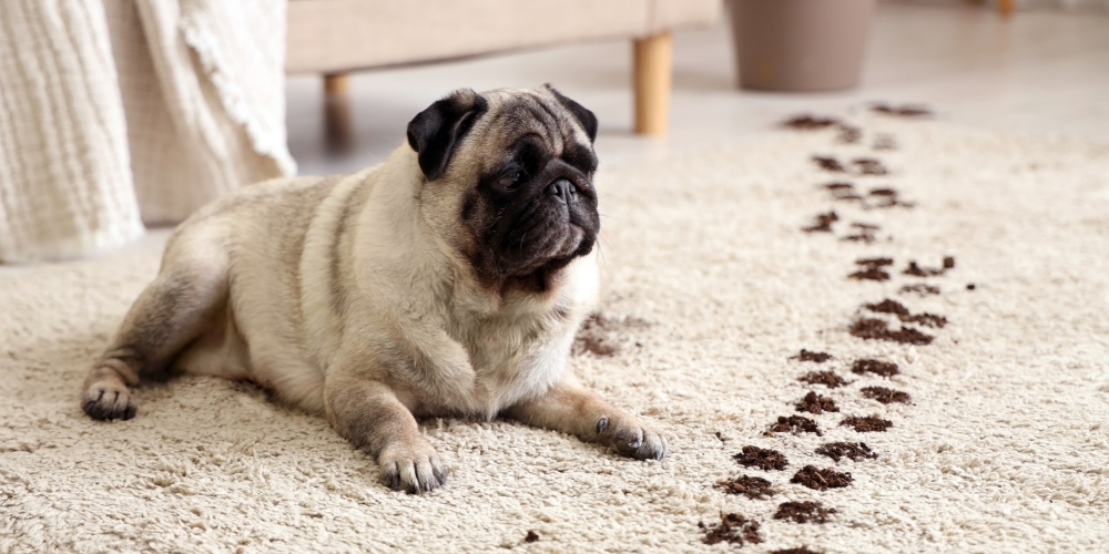 Muddy pug on a cream carpet next to a trail of muddy dog footprints