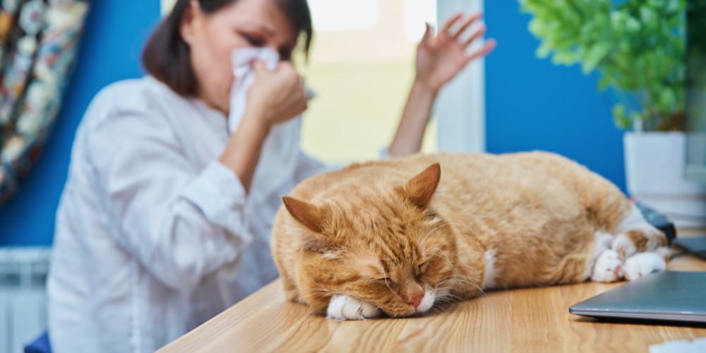 Woman sneezing in the background while an orange cat sleeps in the foreground