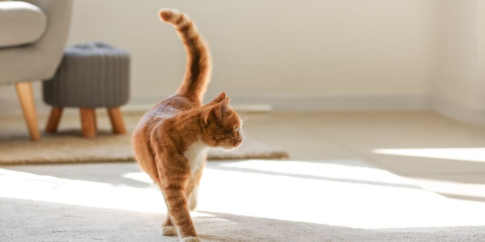 Orange cat walking across a wool carpet