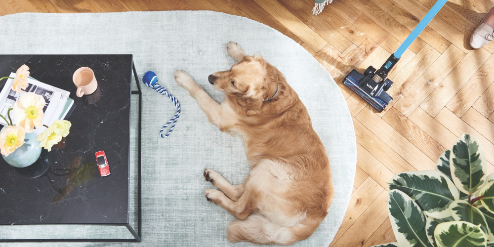 Dog lying on a grey rug while a homeowners vacuums around it