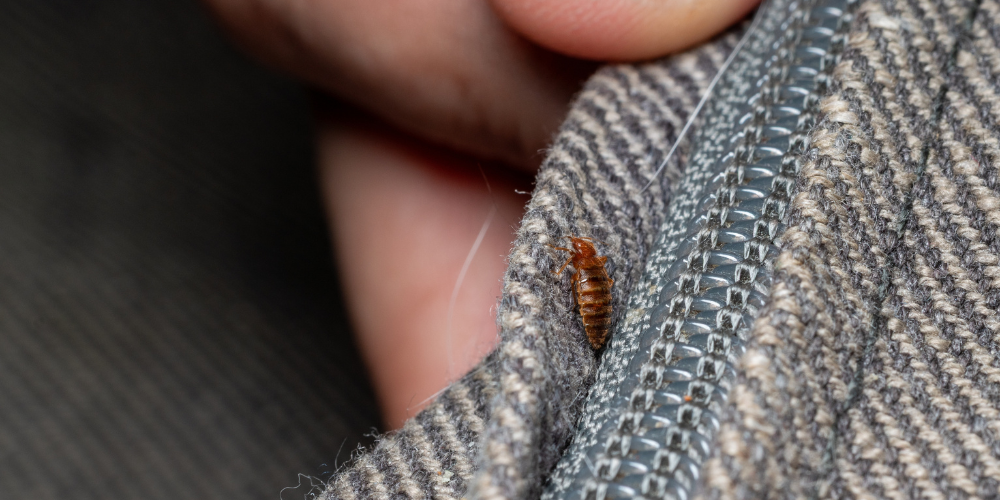 Close-up of a bedbug on a man's clothing