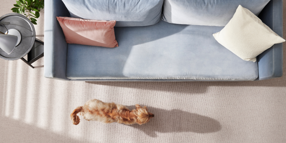 Birds-eye view of a sweet small dog on a clean beige carpet